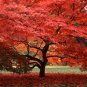 Office Decor Japanese Red Maple Hybrid Bonsai 20 PCS Seeds