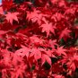 Office Decor Japanese Red Maple Hybrid Bonsai 20 PCS Seeds