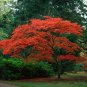 Office Decor Japanese Red Maple Hybrid Bonsai 20 PCS Seeds