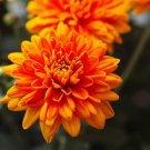 Orange Chrysanthemum Flower 50 PCS Seeds