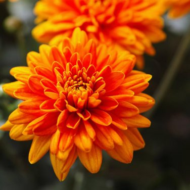 Orange Chrysanthemum Flower 50 PCS Seeds