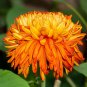 Orange Chrysanthemum Flower 50 PCS Seeds