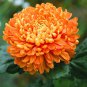 Orange Chrysanthemum Flower 50 PCS Seeds