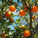 Orange Bonsai Potted Fruit Tree 20 PCS Seeds Orange Bonsai Potted Fruit Tree 20 PCS Seeds