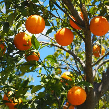 Orange Bonsai Potted Fruit Tree 20 PCS Seeds