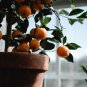 Orange Bonsai Potted Fruit Tree 20 PCS Seeds