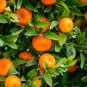 Orange Bonsai Potted Fruit Tree 20 PCS Seeds