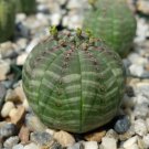 obesa Basketball Sea Urchin Living Baseball Golf Ball Succulent 100 PCS Seeds obesa Basketball Sea Urchin Living Baseball Golf Ball Succulent 100 PCS Seeds