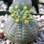 obesa Basketball Sea Urchin Living Baseball Golf Ball Succulent 100 PCS Seeds
