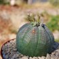 obesa Basketball Sea Urchin Living Baseball Golf Ball Succulent 100 PCS Seeds