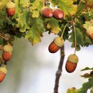 Oak Tree 10 PCS Seeds
