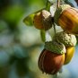 Oak Tree 10 PCS Seeds