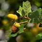 Oak Tree 10 PCS Seeds