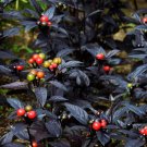 Onyx Red Ornamental Pepper Bonsai 30 PCS Seeds Onyx Red Ornamental Pepper Bonsai 30 PCS Seeds