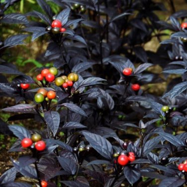 Onyx Red Ornamental Pepper Bonsai 30 PCS Seeds