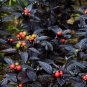 Onyx Red Ornamental Pepper Bonsai 30 PCS Seeds