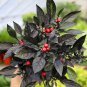 Onyx Red Ornamental Pepper Bonsai 30 PCS Seeds