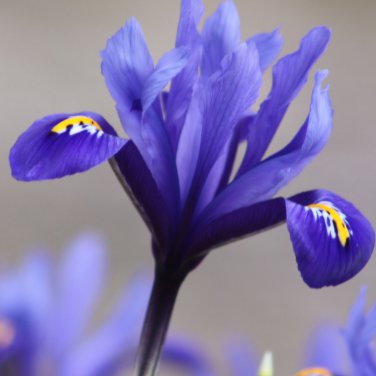 onsai Iris Flower Perennial 500 PCS Seeds