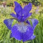 onsai Iris Flower Perennial 500 PCS Seeds