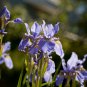 onsai Iris Flower Perennial 500 PCS Seeds