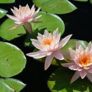 Nymphaea Eldorado Asian Orange Water Lily Pad Flower Pond 1 PCS Seeds