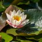 Nymphaea Eldorado Asian Orange Water Lily Pad Flower Pond 1 PCS Seeds