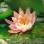 Nymphaea Eldorado Asian Orange Water Lily Pad Flower Pond 1 PCS Seeds