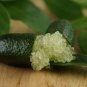 Novel Finger Limes Citrus Pomegranate Bonsai Delicious Sweet Fruit 20 PCS Seeds