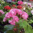 'Noel Gordon' Geranium 10 PCS Seeds 'Noel Gordon' Geranium 10 PCS Seeds