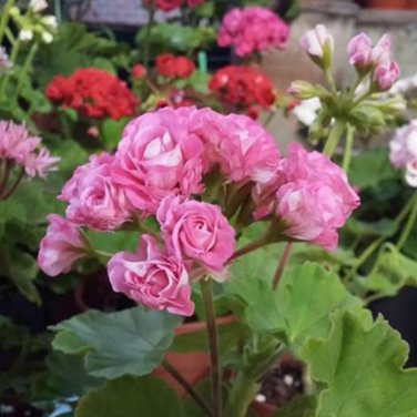 'Noel Gordon' Geranium 10 PCS Seeds
