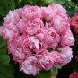 'Noel Gordon' Geranium 10 PCS Seeds