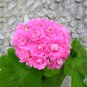 'Noel Gordon' Geranium 10 PCS Seeds