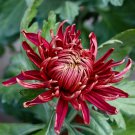 Noble Chrysanthemum Balcony Potted Flowers Chrysanthemum 20 PCS Seeds