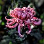 Noble Chrysanthemum Balcony Potted Flowers Chrysanthemum 20 PCS Seeds