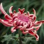 Noble Chrysanthemum Balcony Potted Flowers Chrysanthemum 20 PCS Seeds
