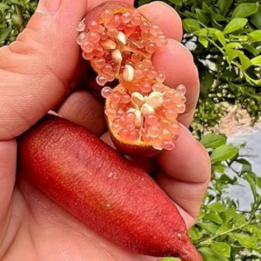 Novel Finger Limes Citrus Pomegranate Bonsai 20 PCS Seeds