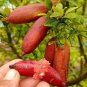 Novel Finger Limes Citrus Pomegranate Bonsai 20 PCS Seeds