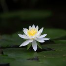 Nobility Queen White Lotus Nelumbo Nucifera 1 PCS Seeds