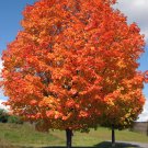 Northern Sugar Acer Japanese Maple Tree 20 PCS Seeds Northern Sugar Acer Japanese Maple Tree 20 PCS Seeds