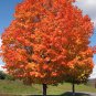 Northern Sugar Acer Japanese Maple Tree 20 PCS Seeds