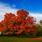 Northern Sugar Acer Japanese Maple Tree 20 PCS Seeds