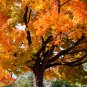 Northern Sugar Acer Japanese Maple Tree 20 PCS Seeds