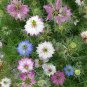 Nigella Damascena Mixed Love-in-a-mist Fennelflower 20 PCS Seeds