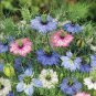 Nigella Damascena Mixed Love-in-a-mist Fennelflower 20 PCS Seeds