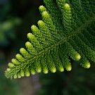 Norfolk Island Pine Araucaria Heterophylla 20 PCS Seeds Norfolk Island Pine Araucaria Heterophylla 20 PCS Seeds