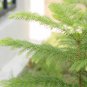 Norfolk Island Pine Araucaria Heterophylla 20 PCS Seeds