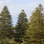 Norfolk Island Pine Araucaria Heterophylla 20 PCS Seeds