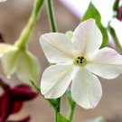 Nicotiana Alata 200 PCS Seeds Nicotiana Alata 200 PCS Seeds