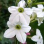 Nicotiana Alata 200 PCS Seeds