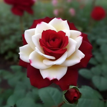 New 'Zampa' Dust Rose Bi-Color Bonsai Flowers 50 PCS Seeds